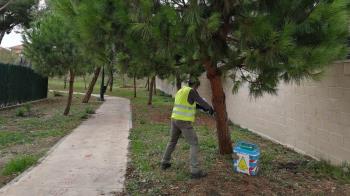 Una empresas especializada está llevando a cabo un tratamiento de endoterapia 