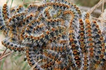 El Ayuntamiento seguirá una técnica de endoterapia vegetal