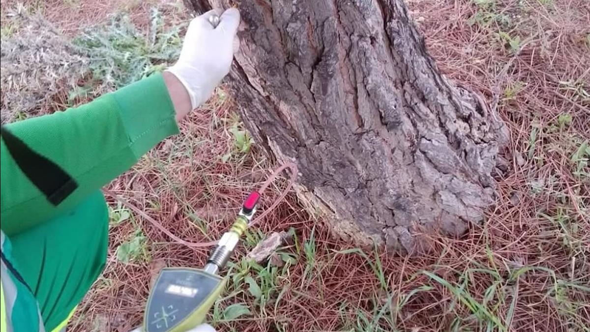 El Ayuntamiento de Griñón recuerda que los propietarios de zonas verdes están obligados a realizar los oportunos tratamientos