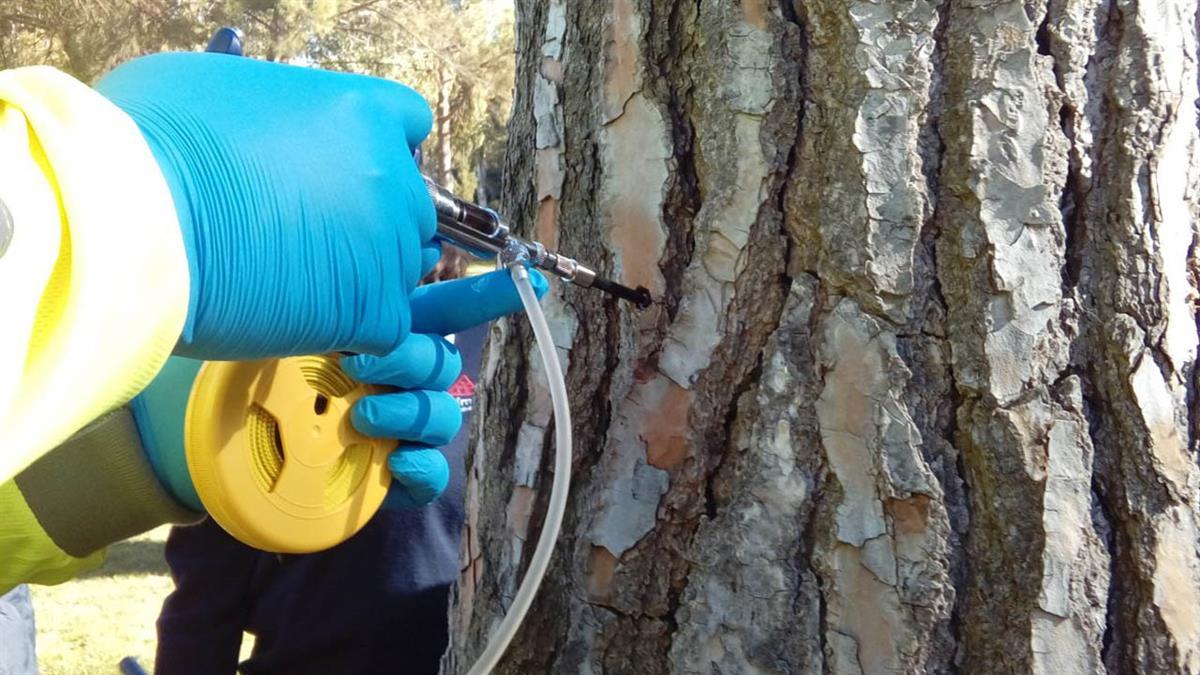 La Concejalía de Tres Cantos 2030, ha puesto en marcha la campaña anual de tratamiento de endoterapia,