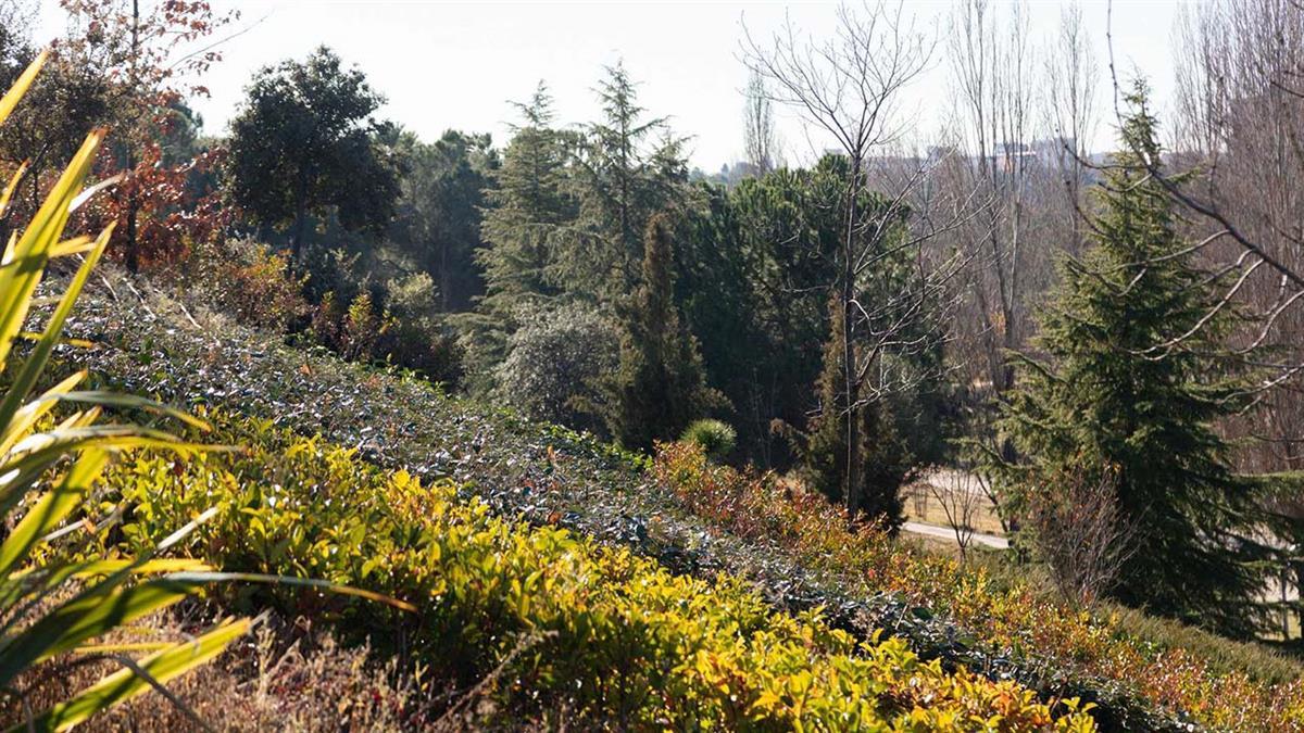 Se ha hecho con motivo de la campaña de invierno cuando la humedad del suelo es óptima para su plantación 
