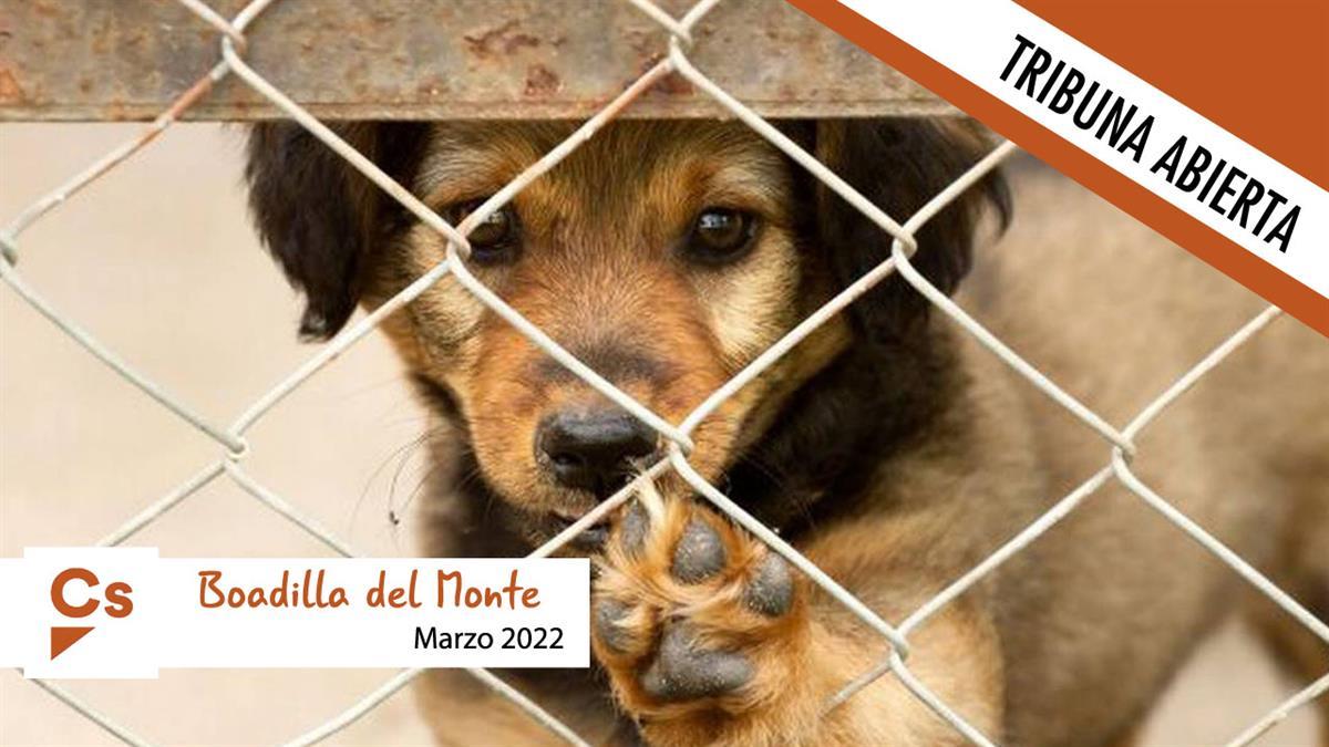 ¿Qué fue del comprometido y anunciado Centro de Protección Animal en Boadilla?