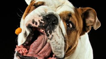 Una fotógrafa canina muestra un truco infalible para conseguir un divertido retrato de las mascotas 