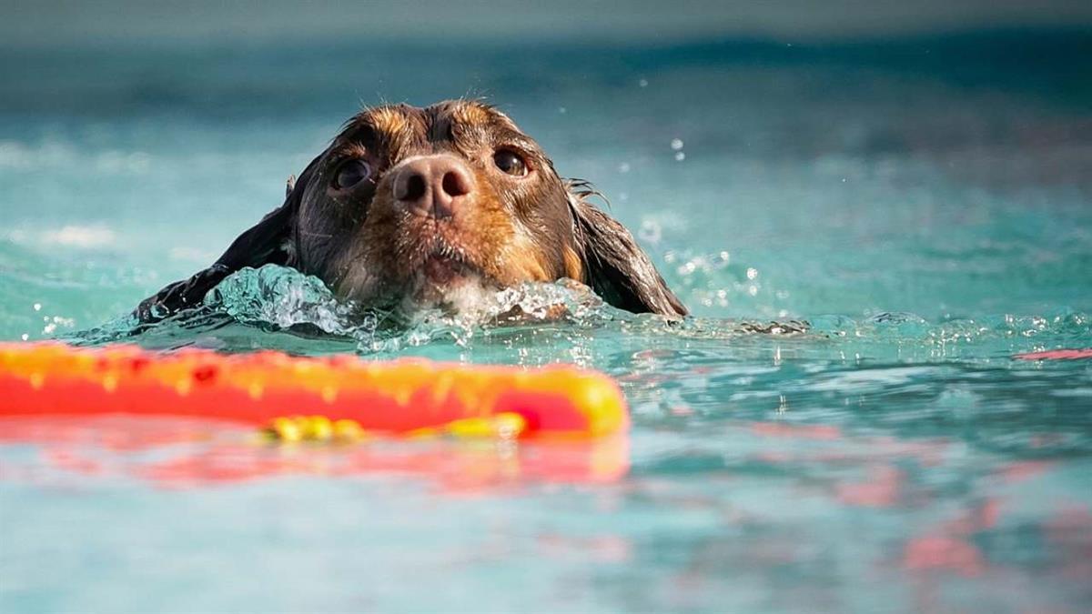 Se celebrará la segunda edición de ‘Patas al Agua'