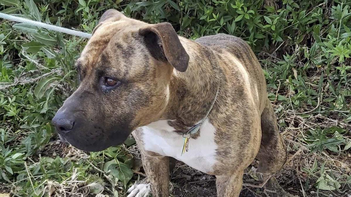 La Policía Local ha interceptado y detenido al varón en estado de embriagadez