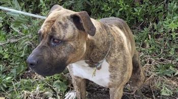 La Policía Local ha interceptado y detenido al varón en estado de embriagadez