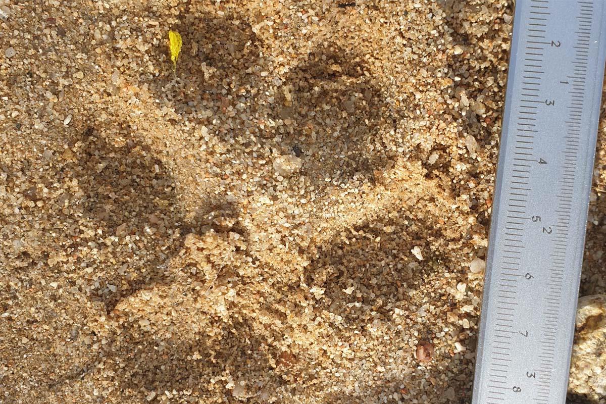 Un macho joven que ante la ausencia de personas ha paseado a primera hora durante dos días por el municipio 