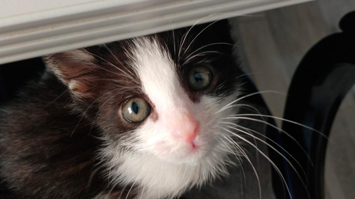 Dale la mejor bienvenida con estas claves que harán que podáis entenderle y disfrutarle al máximo