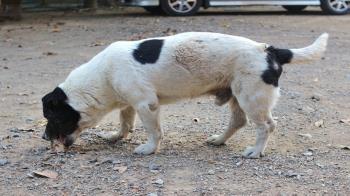 Lee toda la noticia 'Un perro de Getafe muere intoxicado en las calles de la localidad'