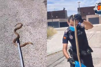 En el vídeo, la Policía muestra como rescata a la serpiente que se había escapado de su habitat 