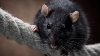Detectan una gran cantidad de ratas negras trepadoras en los árboles de la capital 
