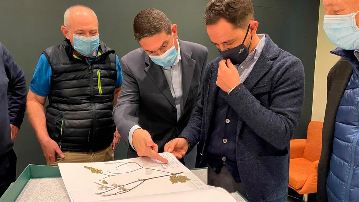 El trabajo de recopilación ha corrido a cargo de los investigadores del IMIDRA para estudiar la influencia del cambio climático en las cepas