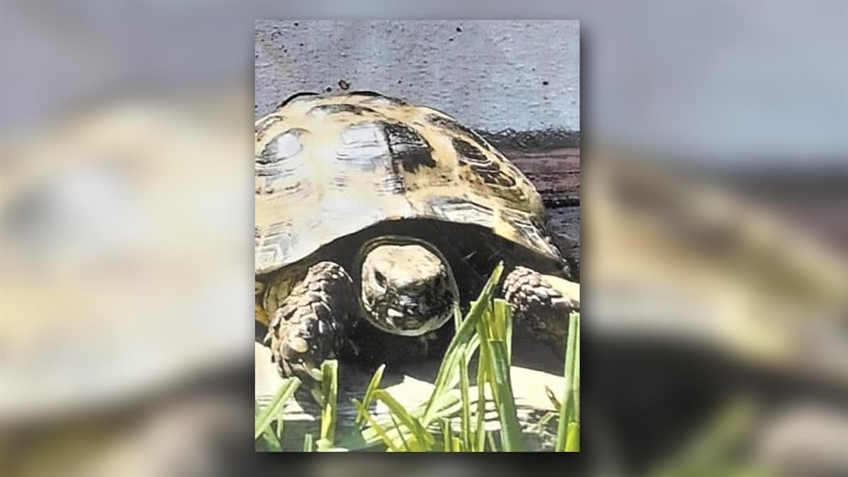 "Manolita" fue vista por última vez en el Parque de los Cerros