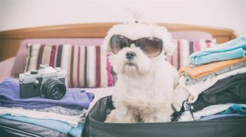 Viaja con tu mascota para disfrutar más de tus vacaciones