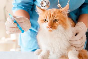 Batres pone en marcha una campaña para vacunar a perros y gatos