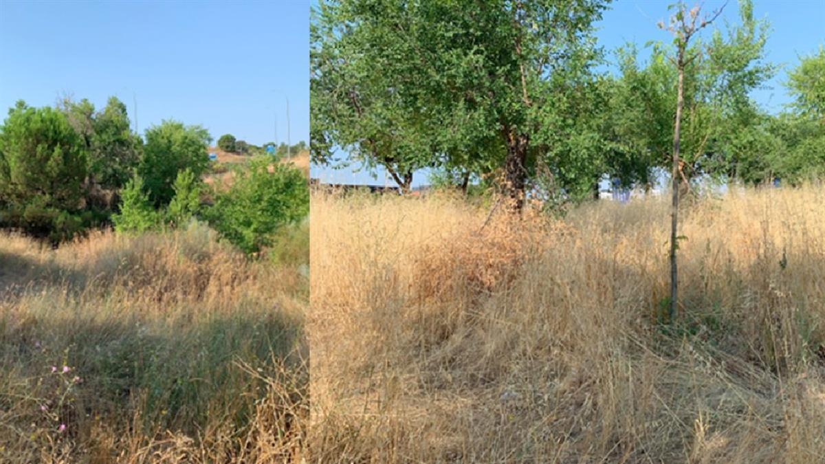 Vecinos piden actuaciones urgentes ante la acumulación de maleza en la localidad 