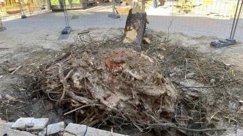 Vecinos de Carabanchel denuncian nuevos "arboricidios" 
