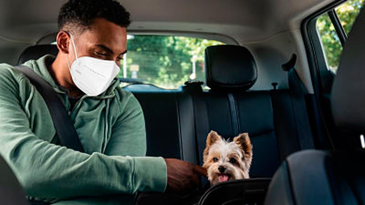 La compañía lanza Uber Pet, que permite a los usuarios viajar con sus mascotas en Madrid, Málaga y Sevilla