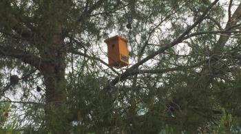 El Ayuntamiento apuesta por la instalación de cajas nido para afrontar la proliferación de orugas procesionarias en nuestro municipio 