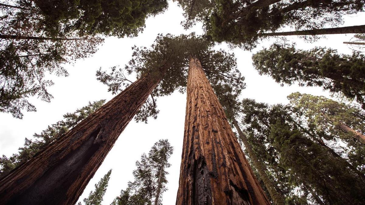Villalbilla reanuda la jornada de plantación: “Hazte guardián de un árbol”
