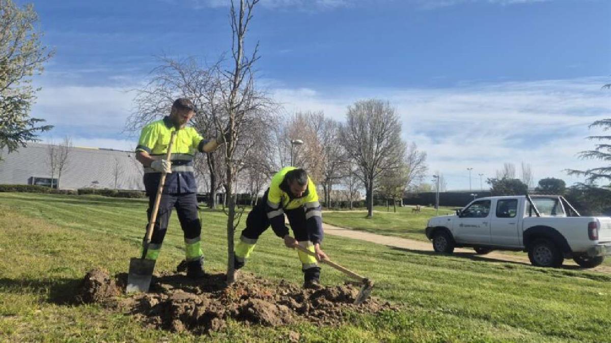 Parques y calles incorporan nuevas especies como plátanos de sombra, pinos y liquidámbares