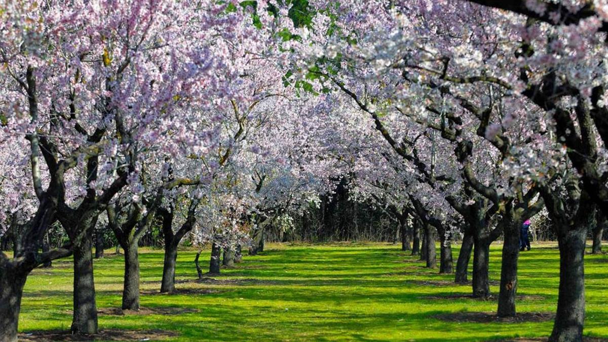 Ya puedes disfrutar de la floración de los 1.600 almendros en este entorno 