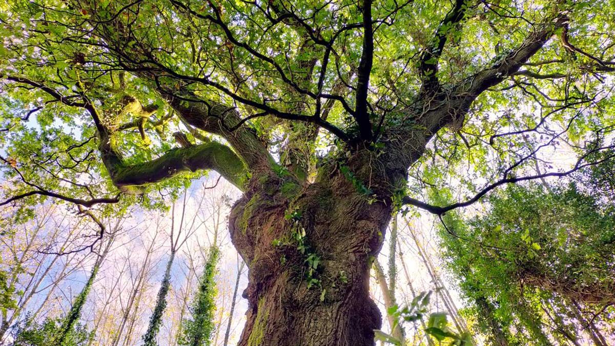 Por cada voto, la fundación EPA plantará un nuevo árbol en el continente 