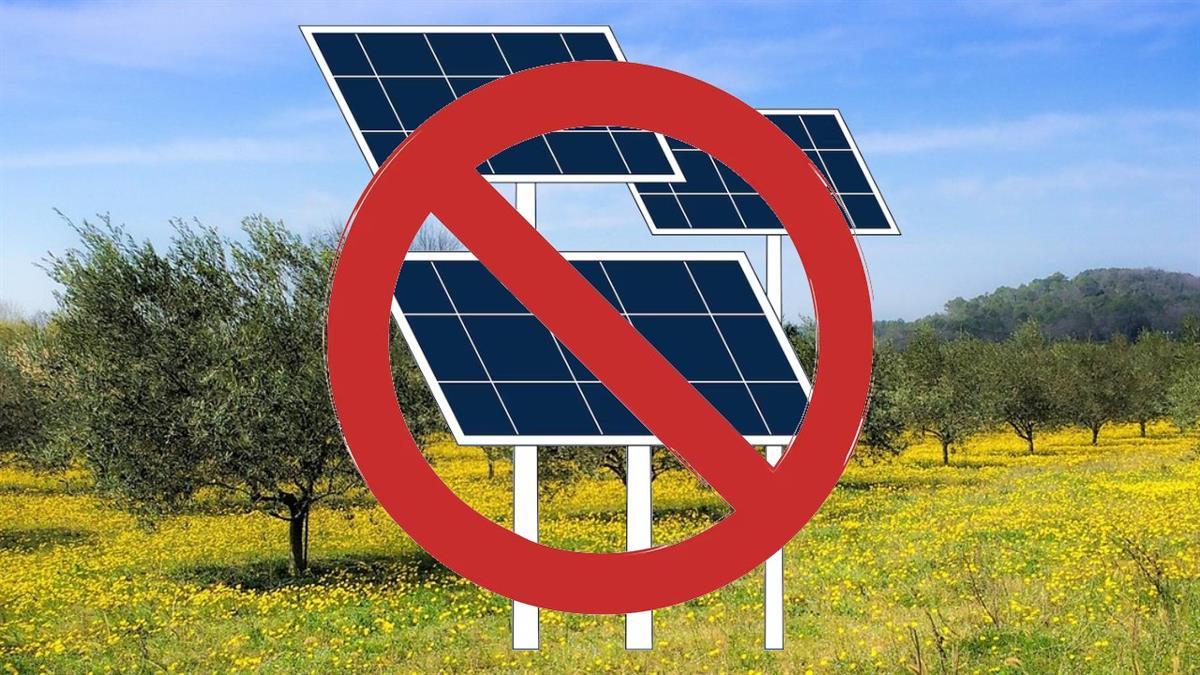 El eurodiputado denuncia la posible tala de 11.000 olivos en los campos arancetanos