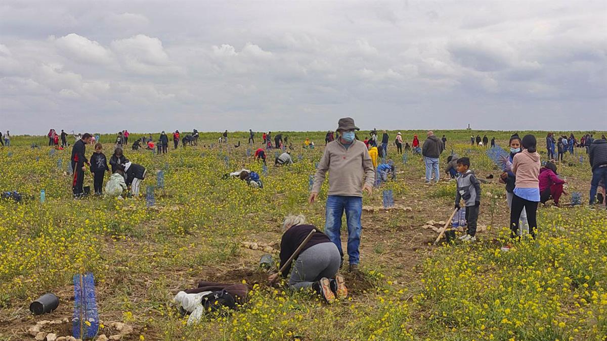 Apúntate a la plantación familiar navideña para reforestar la zona
