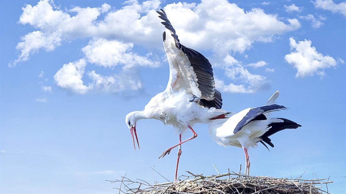 Desde la Concejalía de Medio Ambiente se ofrecen rutas gratuitas para verlas