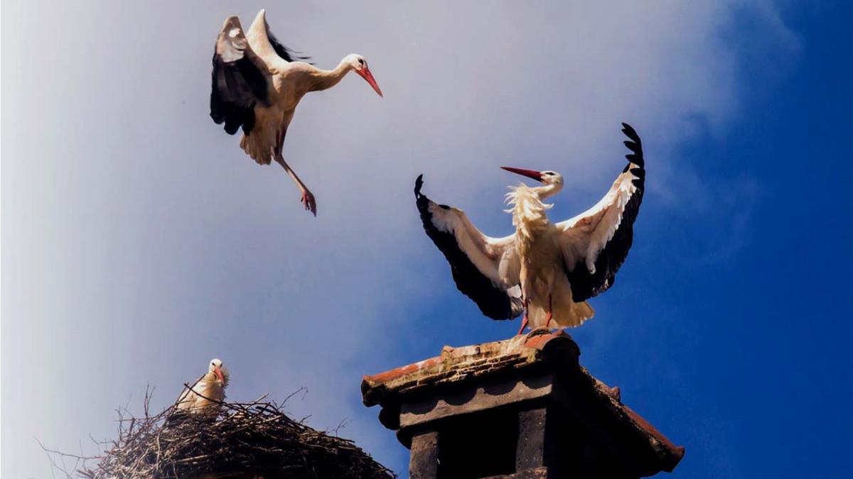 Nuestra ciudad tiene un gran vínculo con estas aves que ocupan numerosos edificios históricos