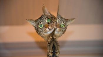 Algunos dueños de mascotas han recurrido a esta técnica tras el fallecimiento de su animal 