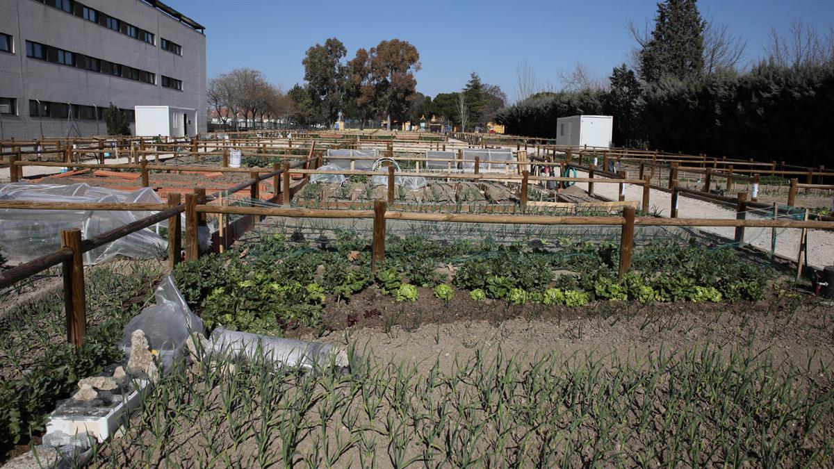 Solicita uno de los huertos urbanos ecológicos disponibles