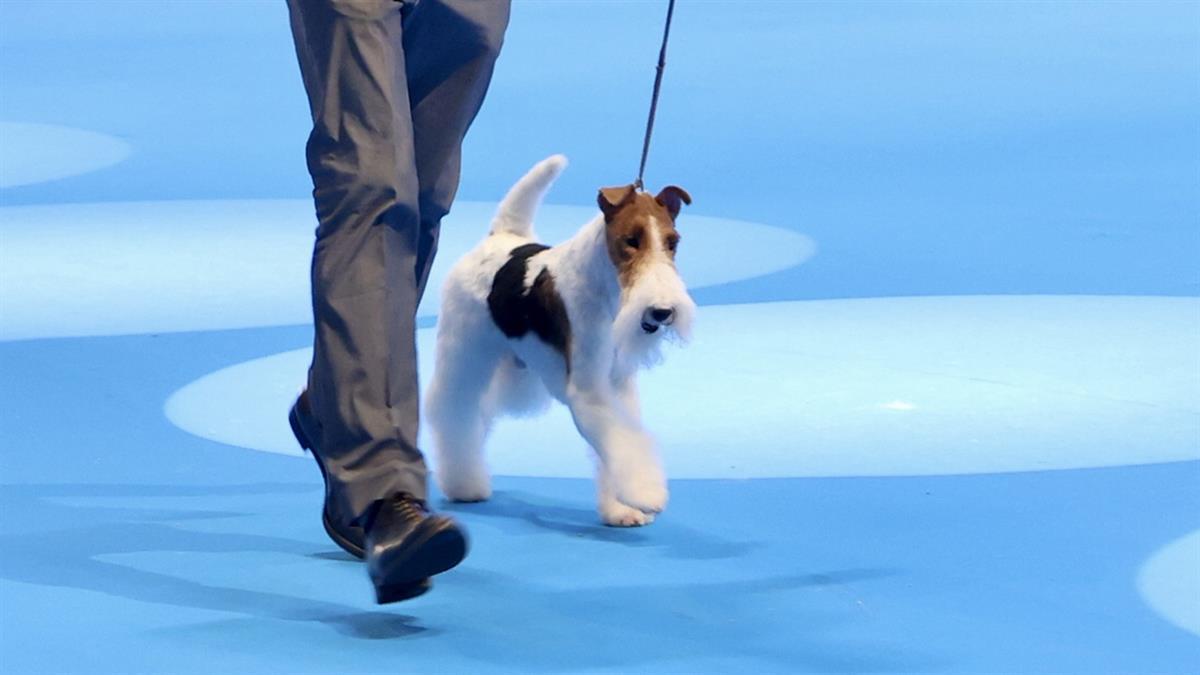 Durante la competición WDS de este fin de semana se ha coronado como campeón Funfair Foxhouse 