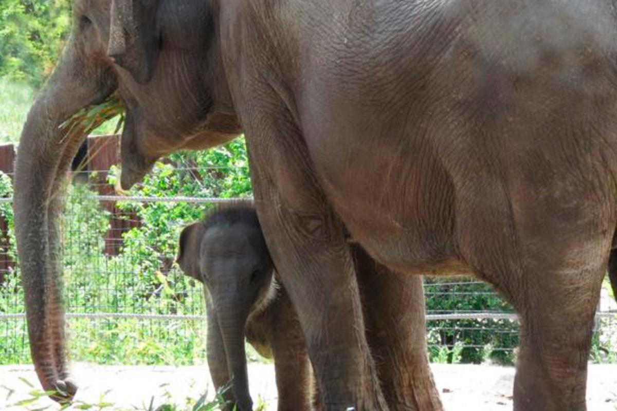 Durante el confinamiento han nacido una cría de elefante asiático, otra de orangután y 5 nutrias gigantes del Amazonas