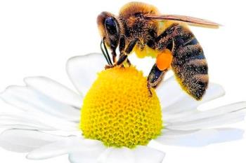 Greenpeace y Planeta Junior celebran la Fiesta SOS Abejas para concienciar sobre el peligro de su desaparición