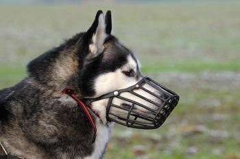 Os traemos un resumen de las normativas y ordenanzas reguladoras de la tenencia y protección animal de los municipios de Madrid